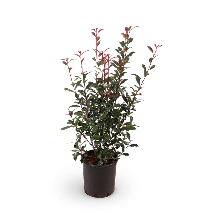 Glanzmispel 'Carré Rouge'