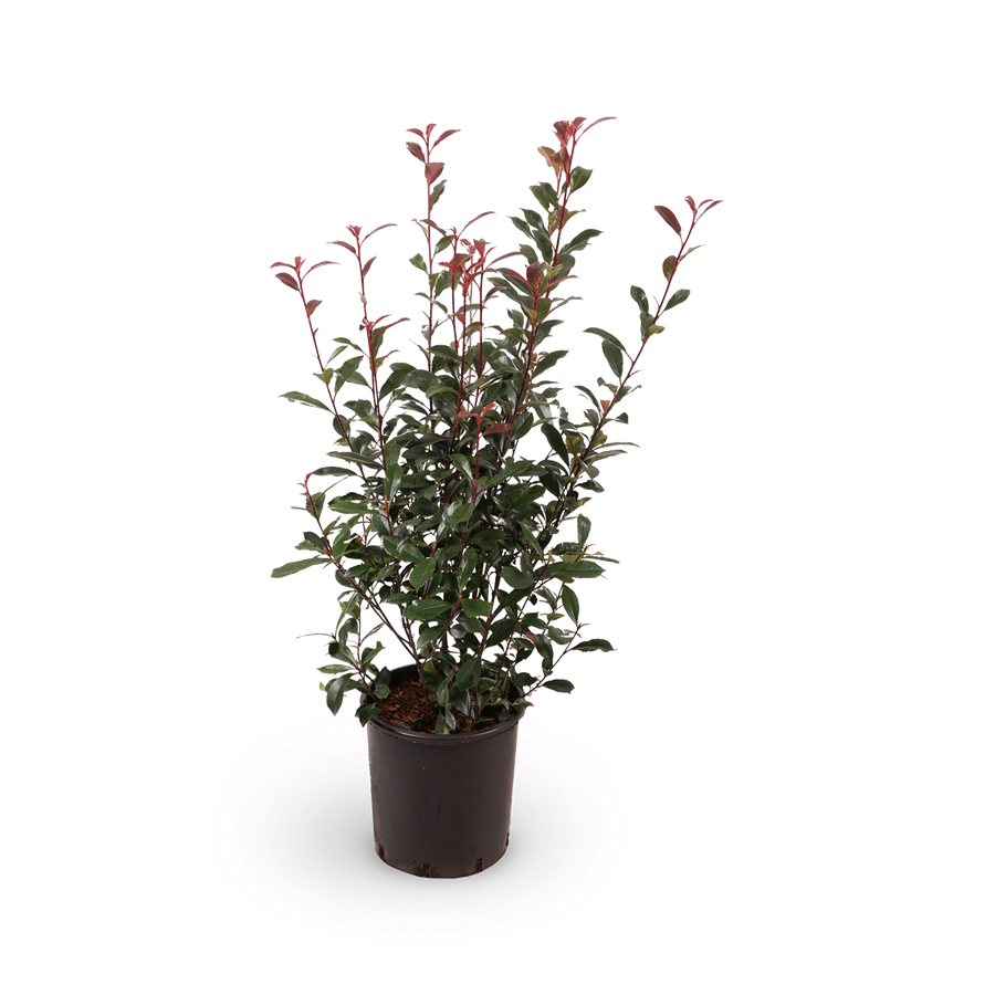 Glanzmispel 'Carré Rouge'