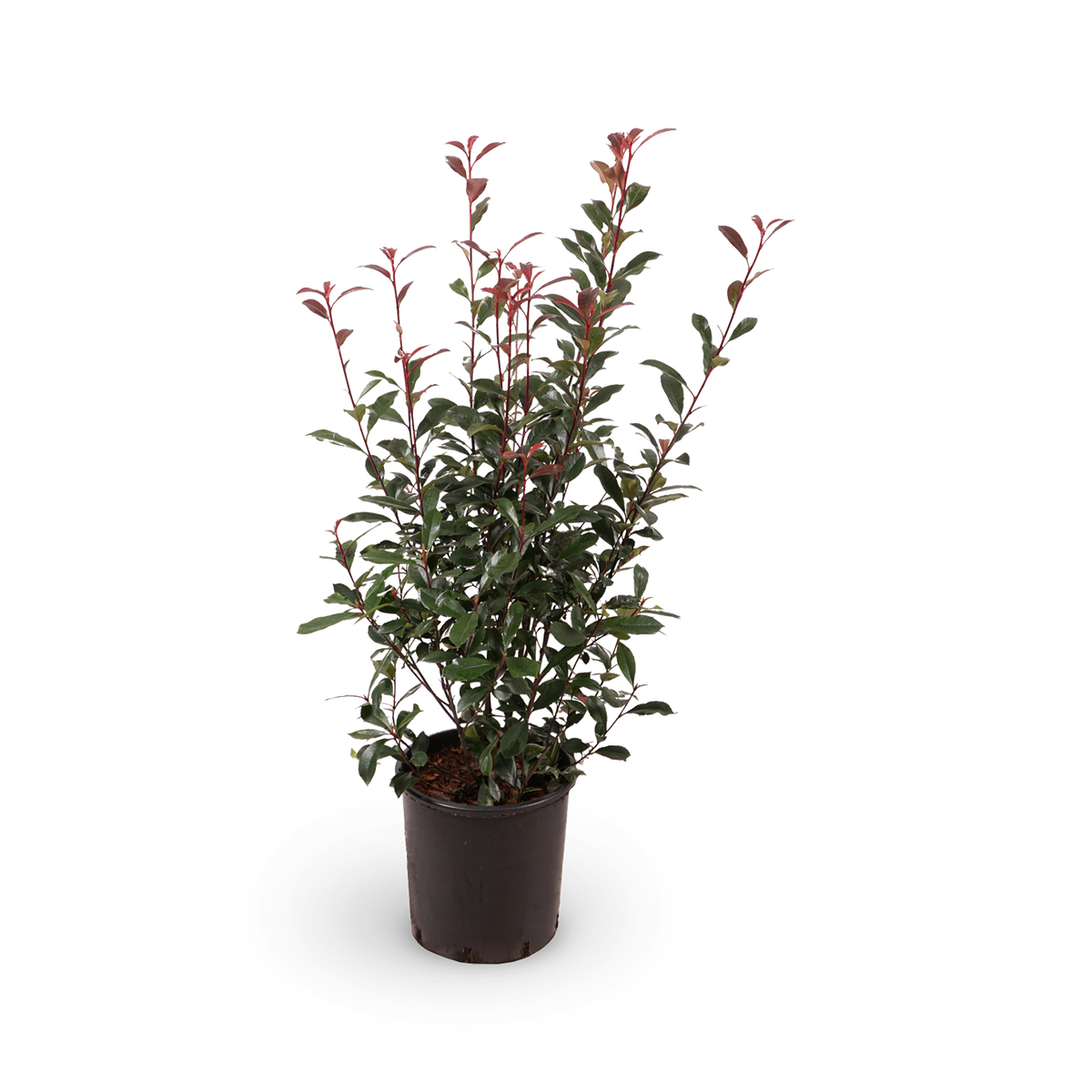 Glanzmispel 'Carré Rouge'
