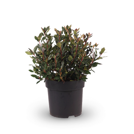 Glanzmispel 'Chico'® kaufen