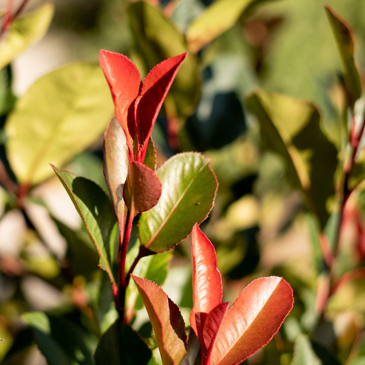 Blätter von Glanzmispel 'Little Red Robin'