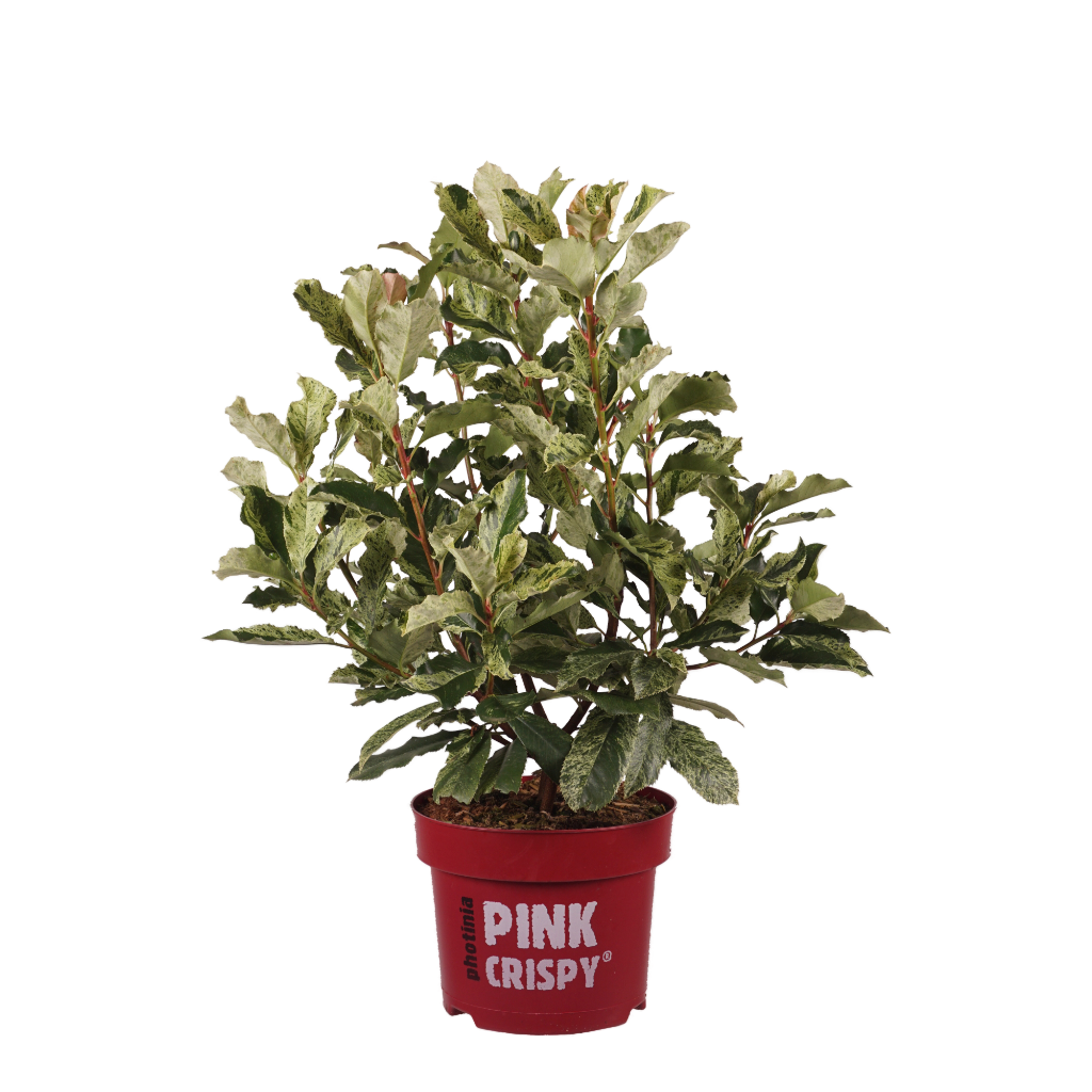 Glanzmispel 'Pink Crispy'
