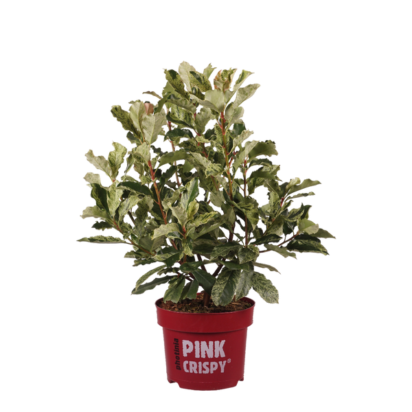 glanzmispel pink crispy hecke Glanzmispel 'Pink Crispy'® kaufen