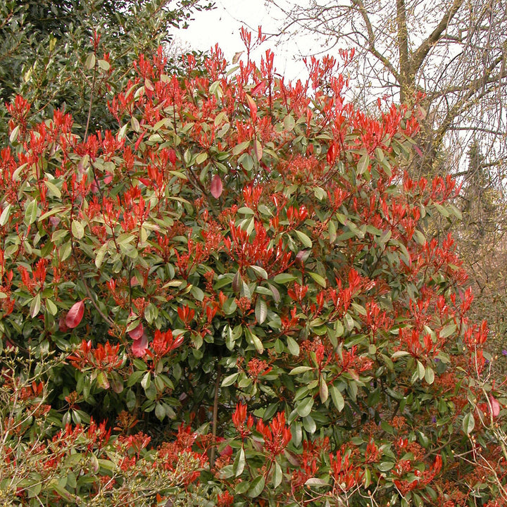 Blüten der Glanzmispel 'Red Robin'