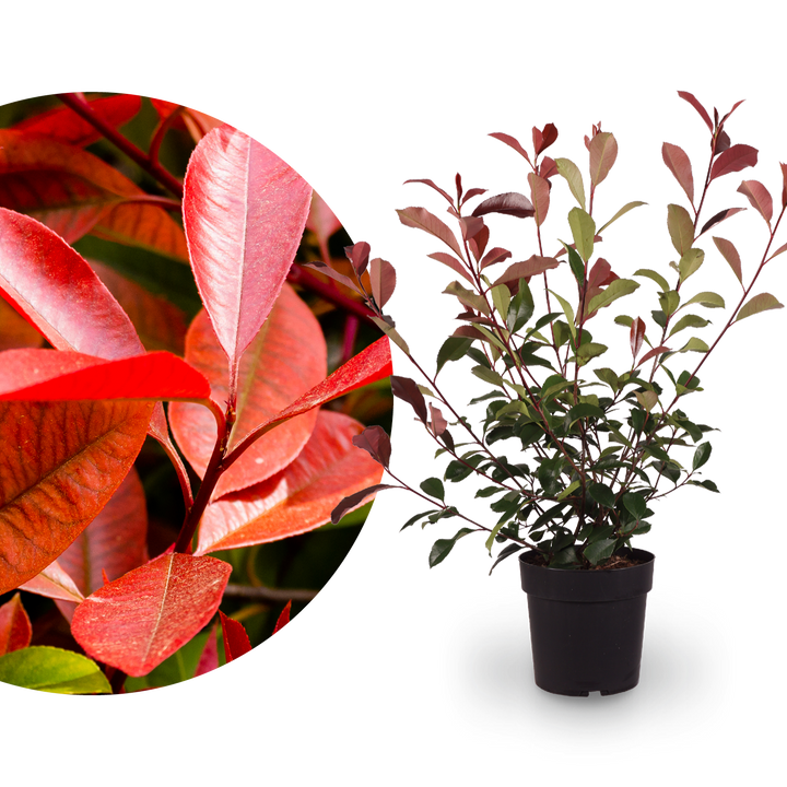 Glanzmispel 'Red Robin'