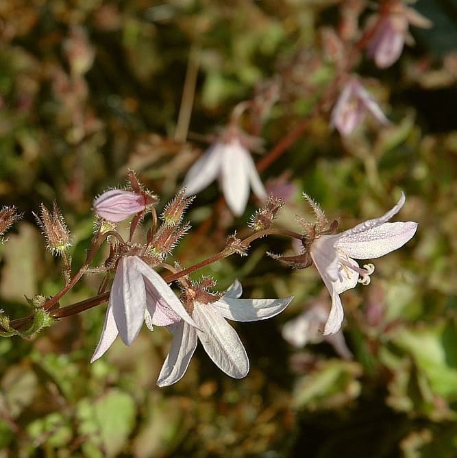 Glockenblume 'Lisduggan' Rosa
