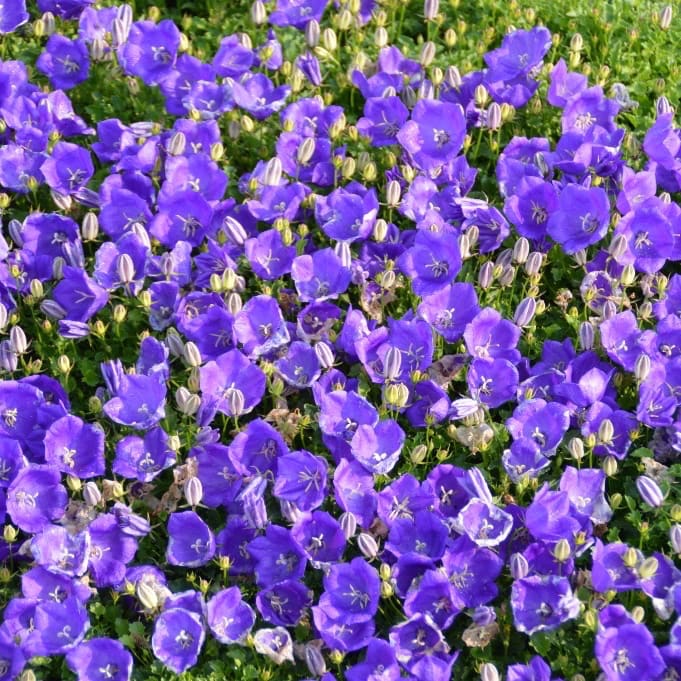 Glockenblume 'Pearl Blue' Blau