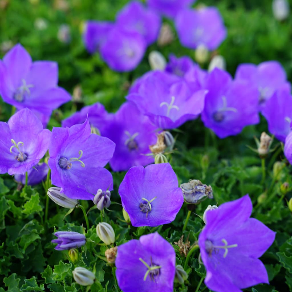Glockenblume 'Pearl Blue' Blau