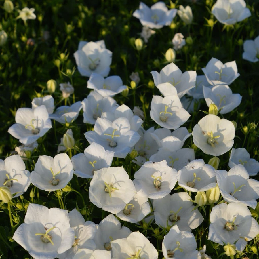 Glockenblume 'Pearl White' Weiß