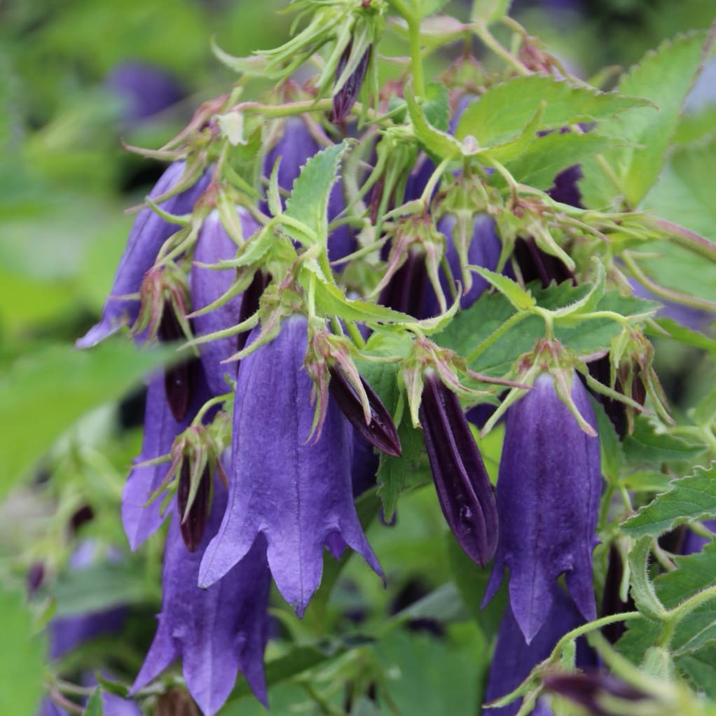 Glockenblume 'Sarastro' Violett