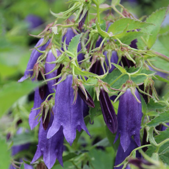 Glockenblume 'Sarastro' Violett