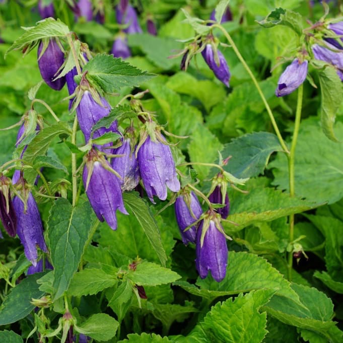 Glockenblume 'Sarastro' Violett
