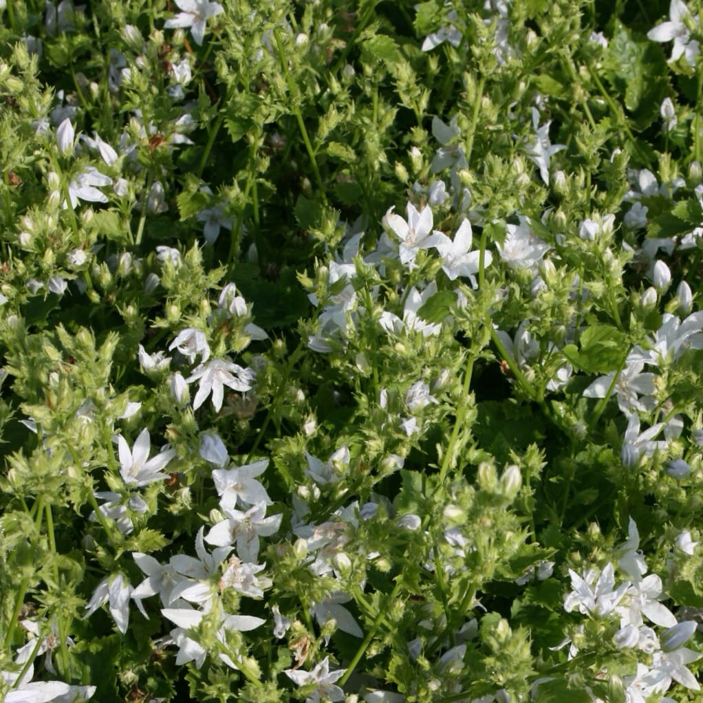 Glockenblume Weiß