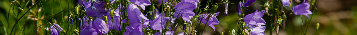 Glockenblumen