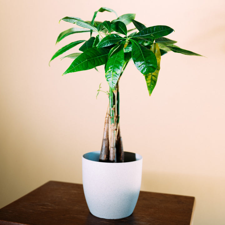 Glckskastanie (Pachira aquatica) kaufen - Plantura Shop