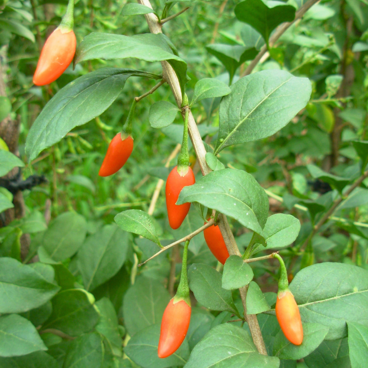 Früchte der Goji-Beere 'Big Lifeberry'®