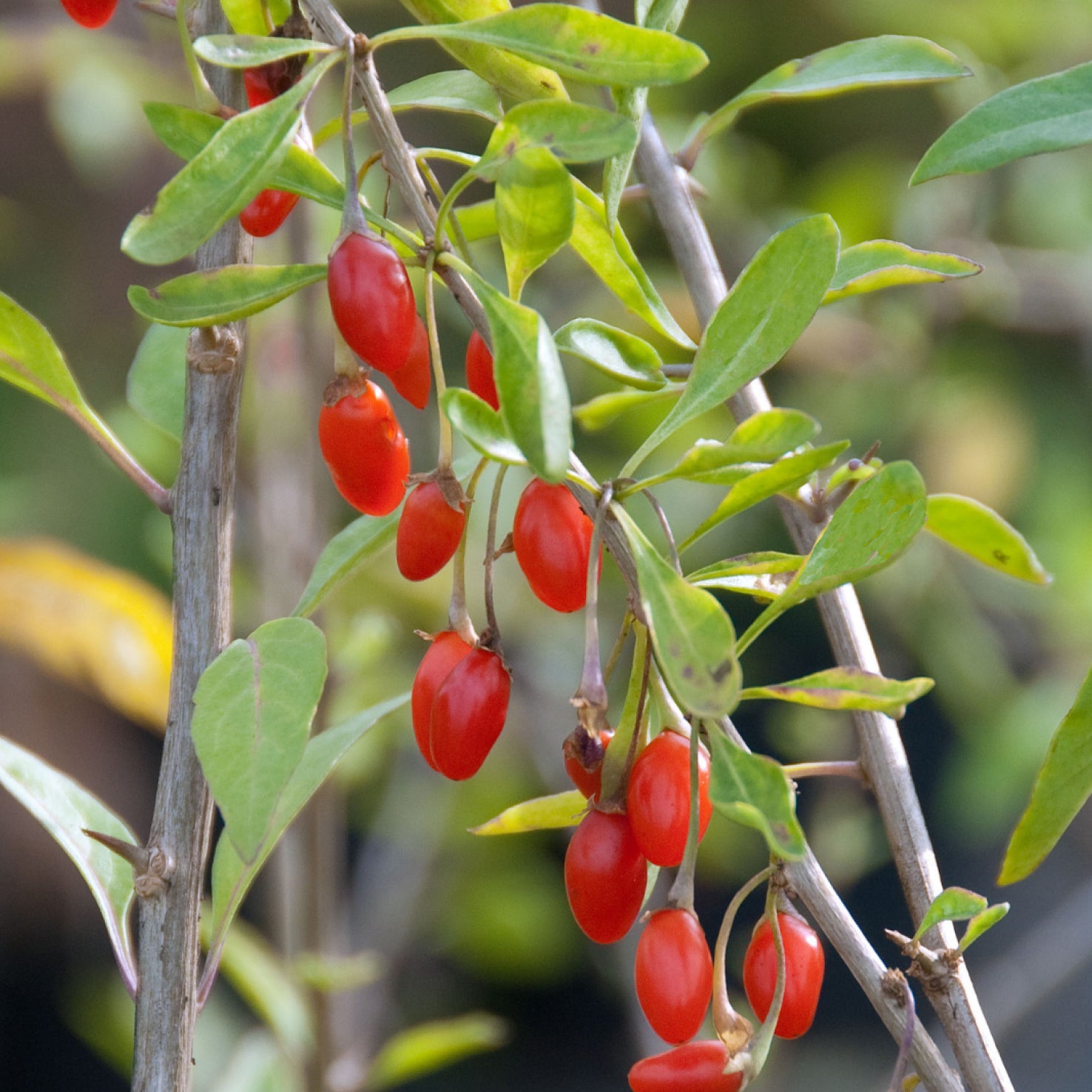 Früchte der Goji-Beere 'Sweet Lifeberry'®