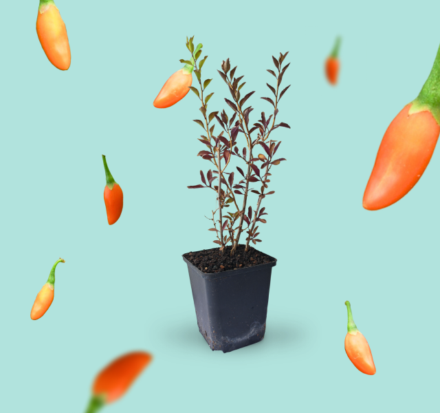Goji-Beere 'Big Lifeberry'