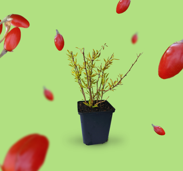Goji-Beere 'Sweet Lifeberry'