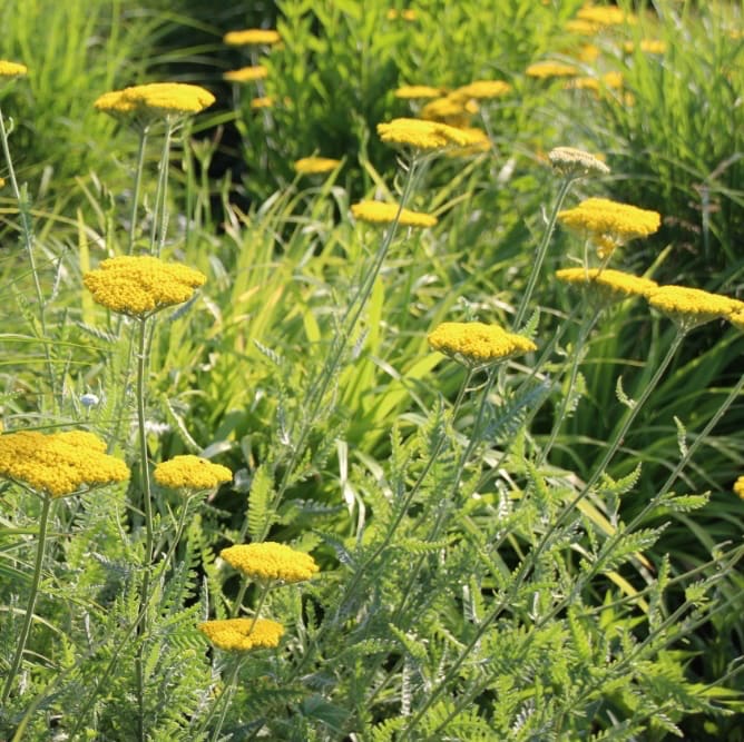 Gold-Garbe 'Coronation Gold' Gelb