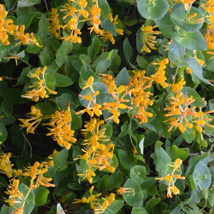 Gold-Geißblatt