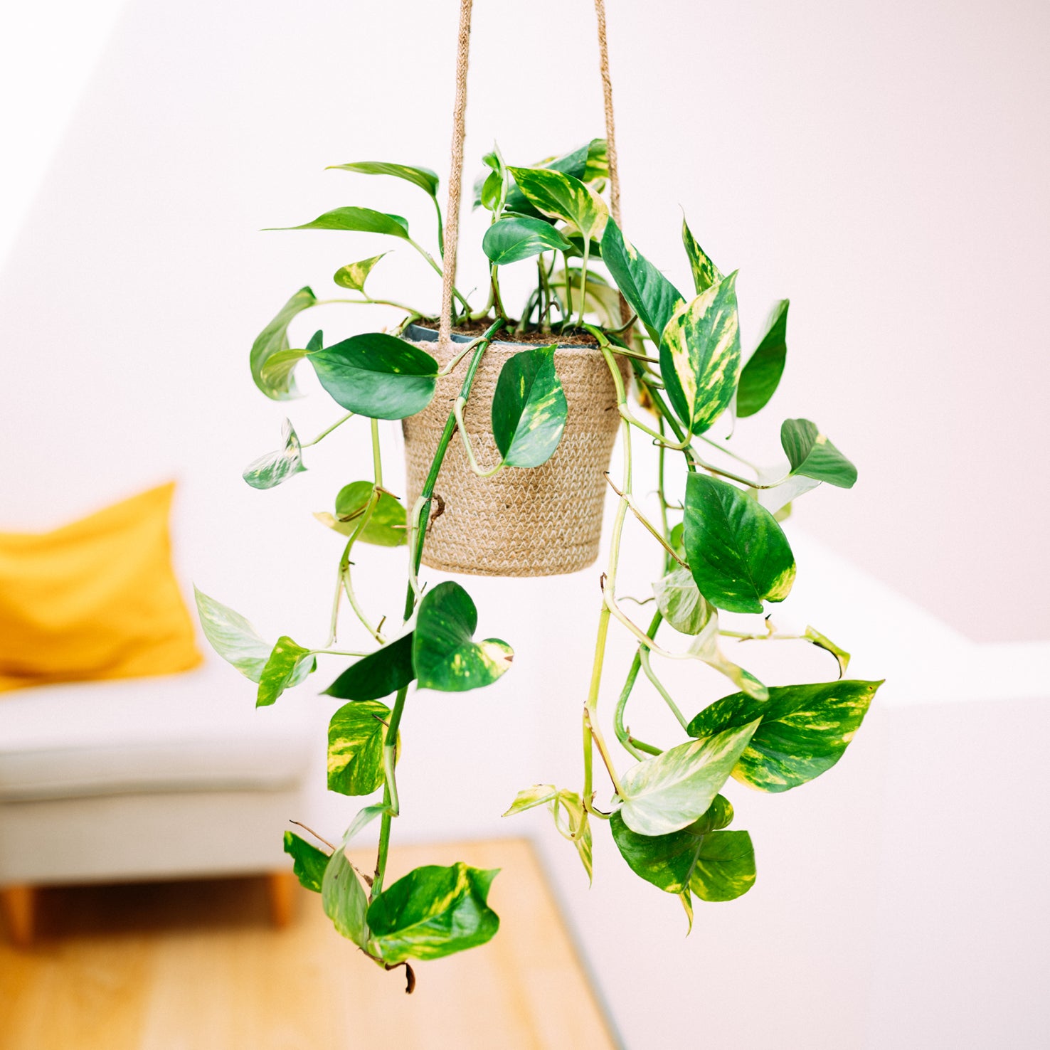 Goldene Efeutute im Wohnzimmer