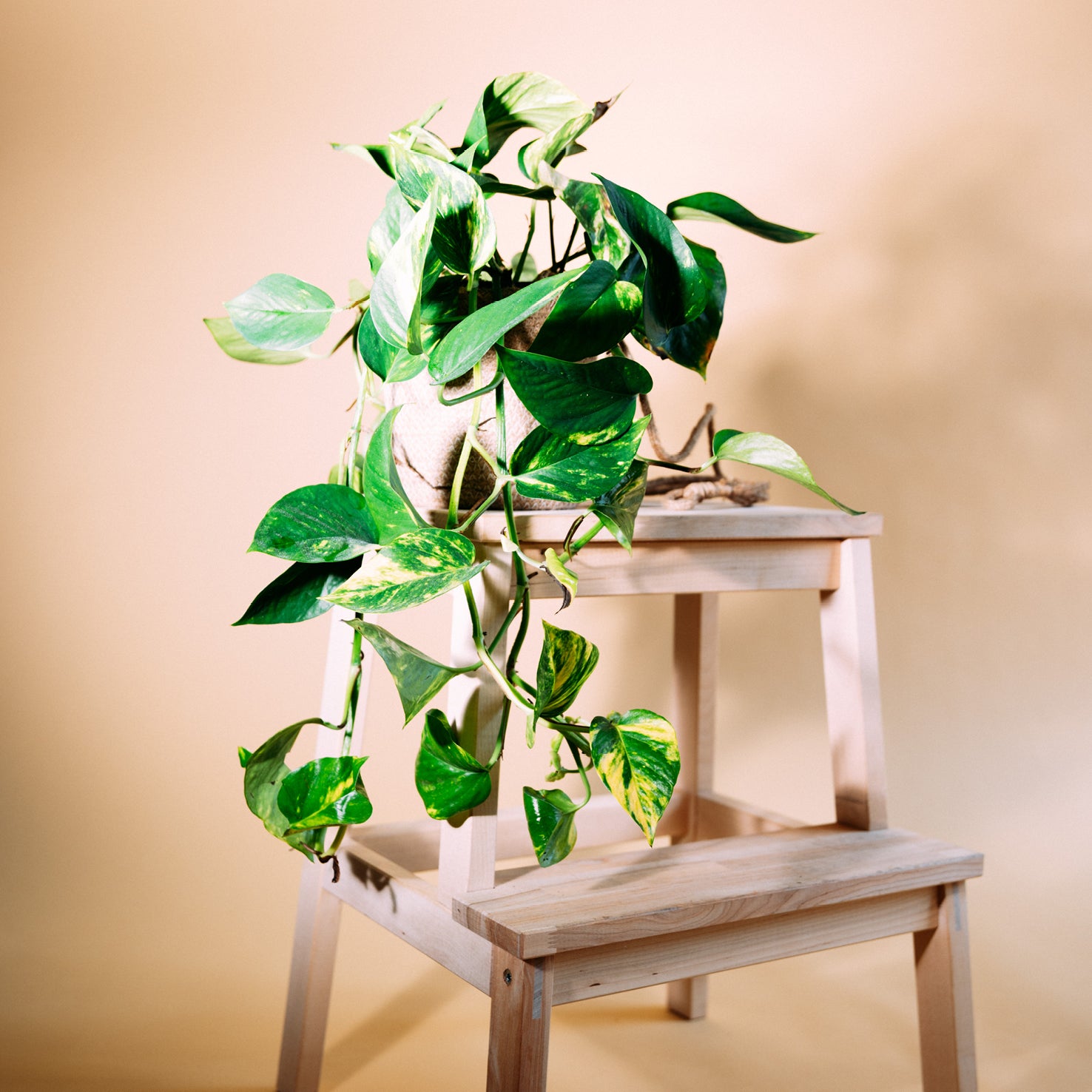 Goldene Efeutute (Epipremnum aureum) kaufen