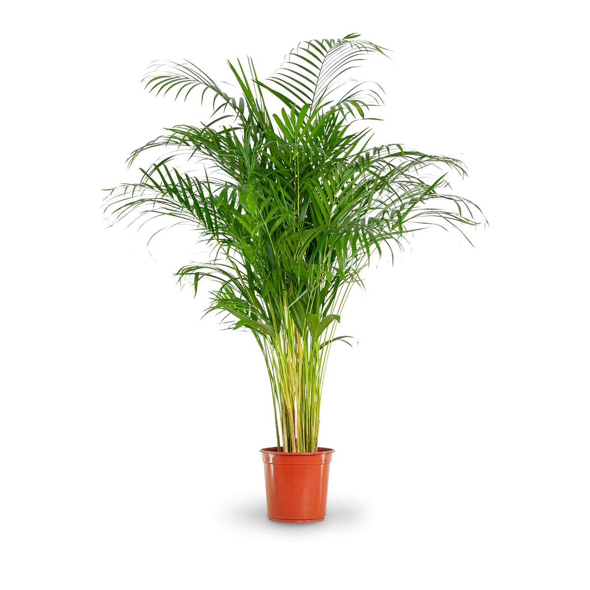 Goldfruchtpalme (Dypsis lutescens) kaufen