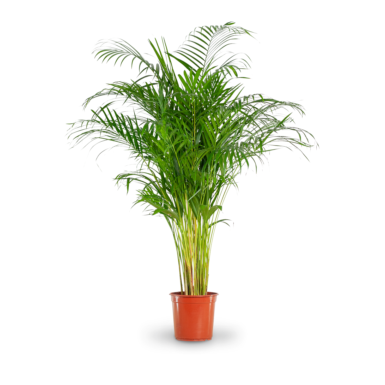 XXL Zimmerpflanze Goldfruchtpalme