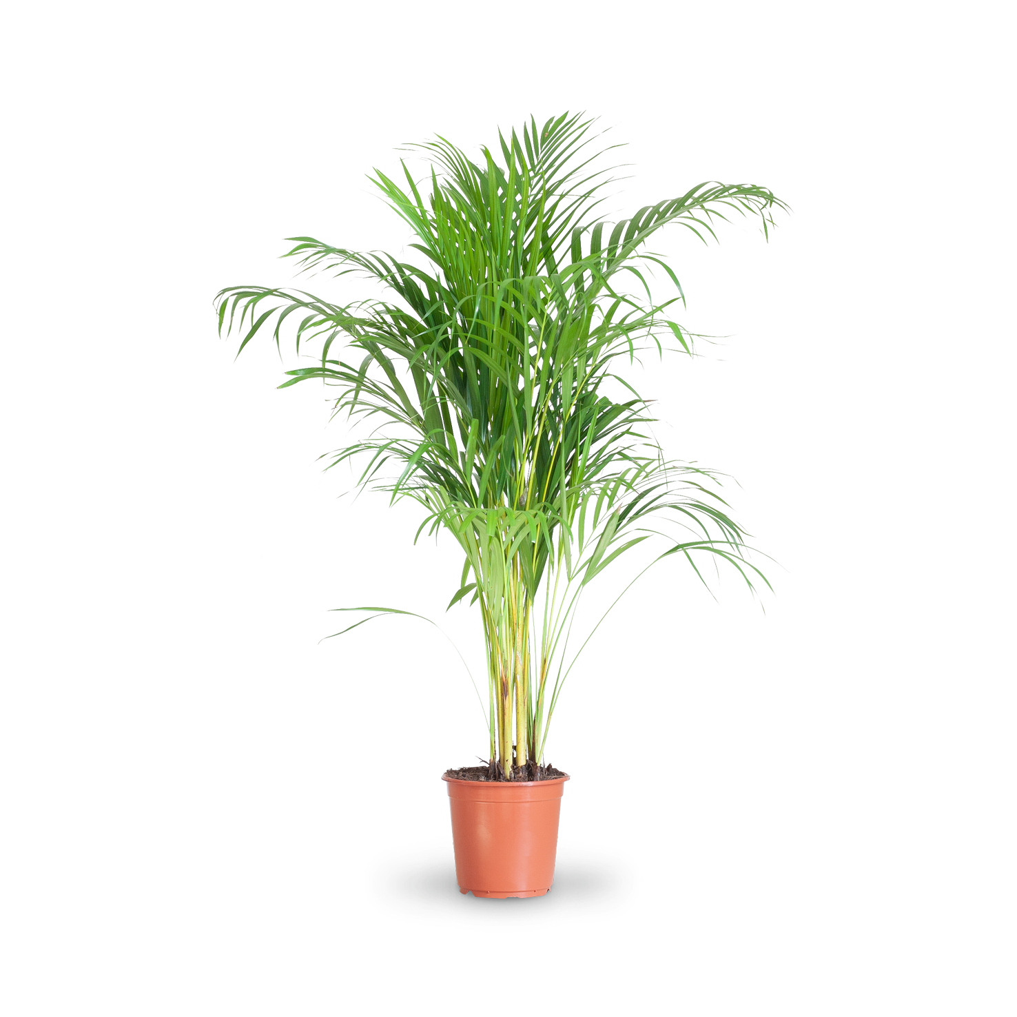 Sehr große Zimmerpflanze Goldfruchtpalme