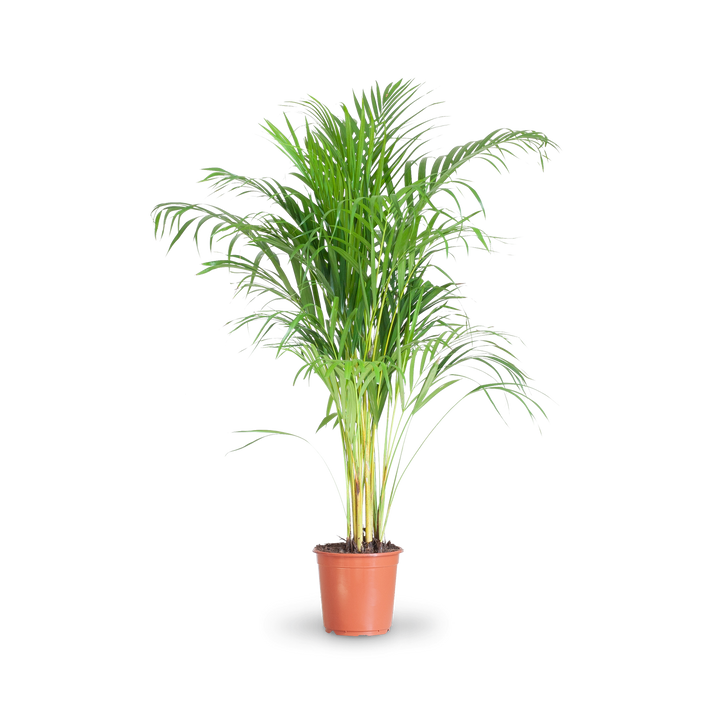 Sehr große Zimmerpflanze Goldfruchtpalme