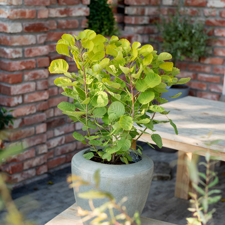 Perückenstrauch 'Golden Spirit'® im Topf