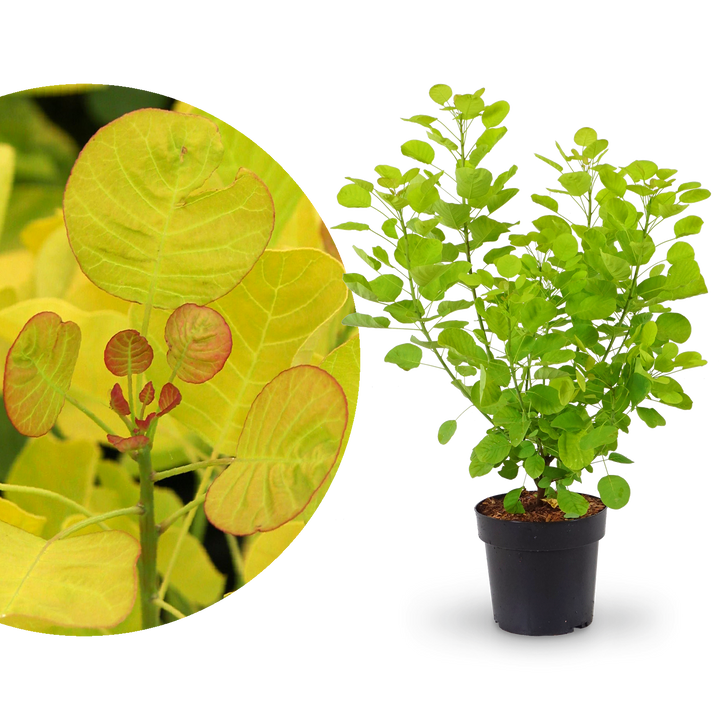 Goldgelber Perückenstrauch 'Golden Spirit'®