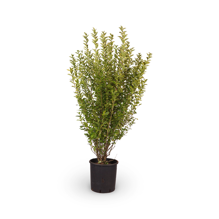Goldliguster 'Aureum'