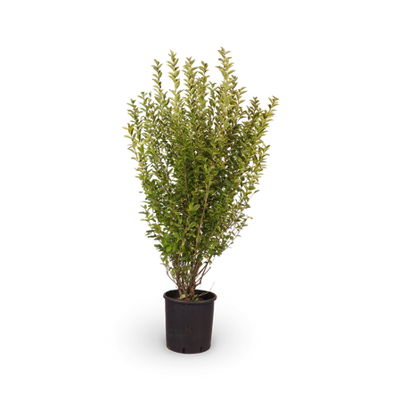 Goldliguster 'Aureum' kaufen