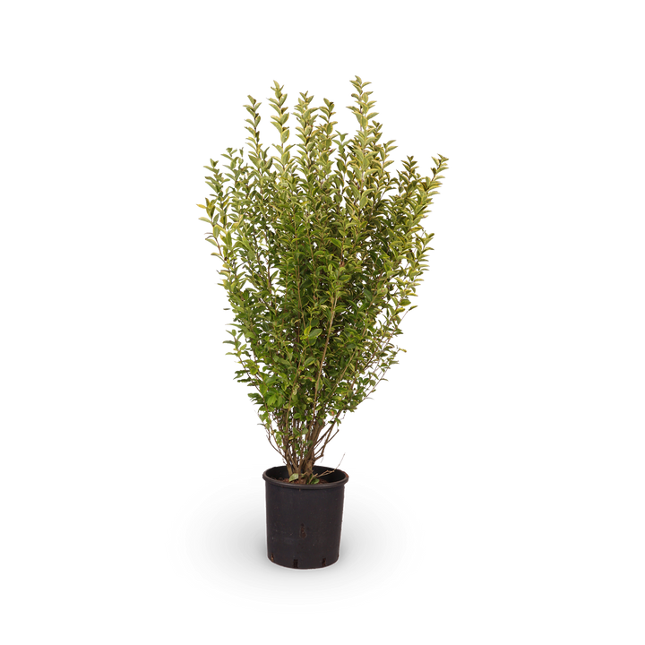 Goldliguster 'Aureum' kaufen
