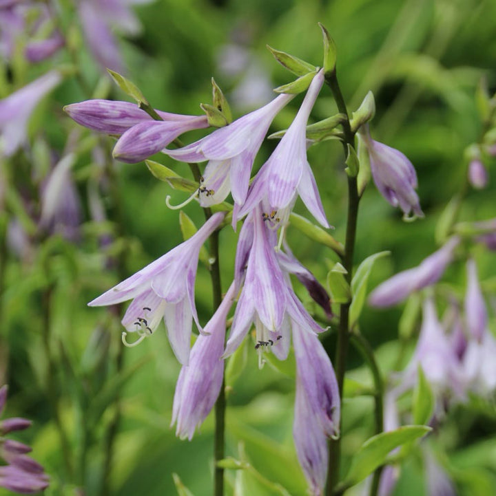 Goldrand-Funkie 'Aureomarginata' Violett