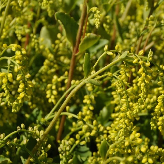 Goldtröpfchen Gelb