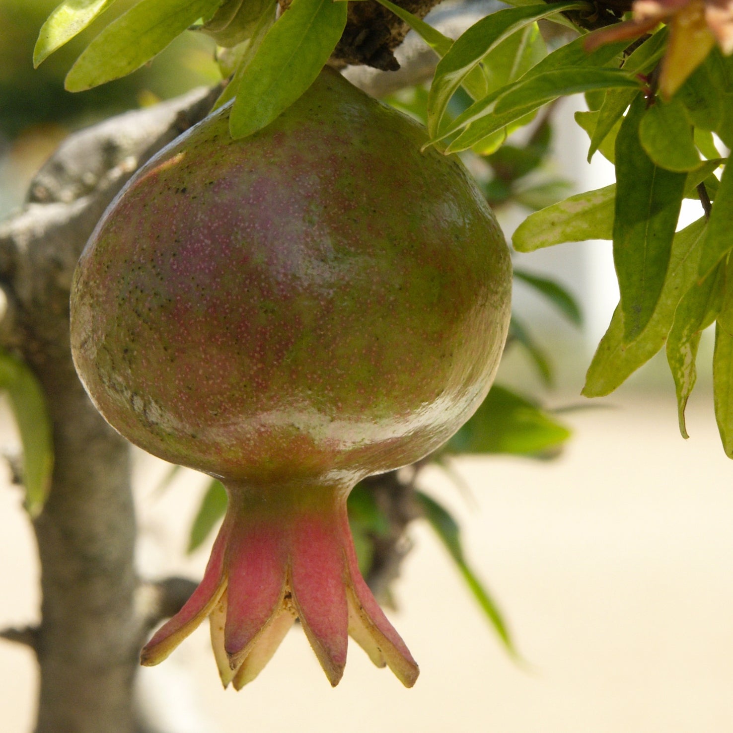 Granatapfel-Frucht des Punica granatum 'Nana'