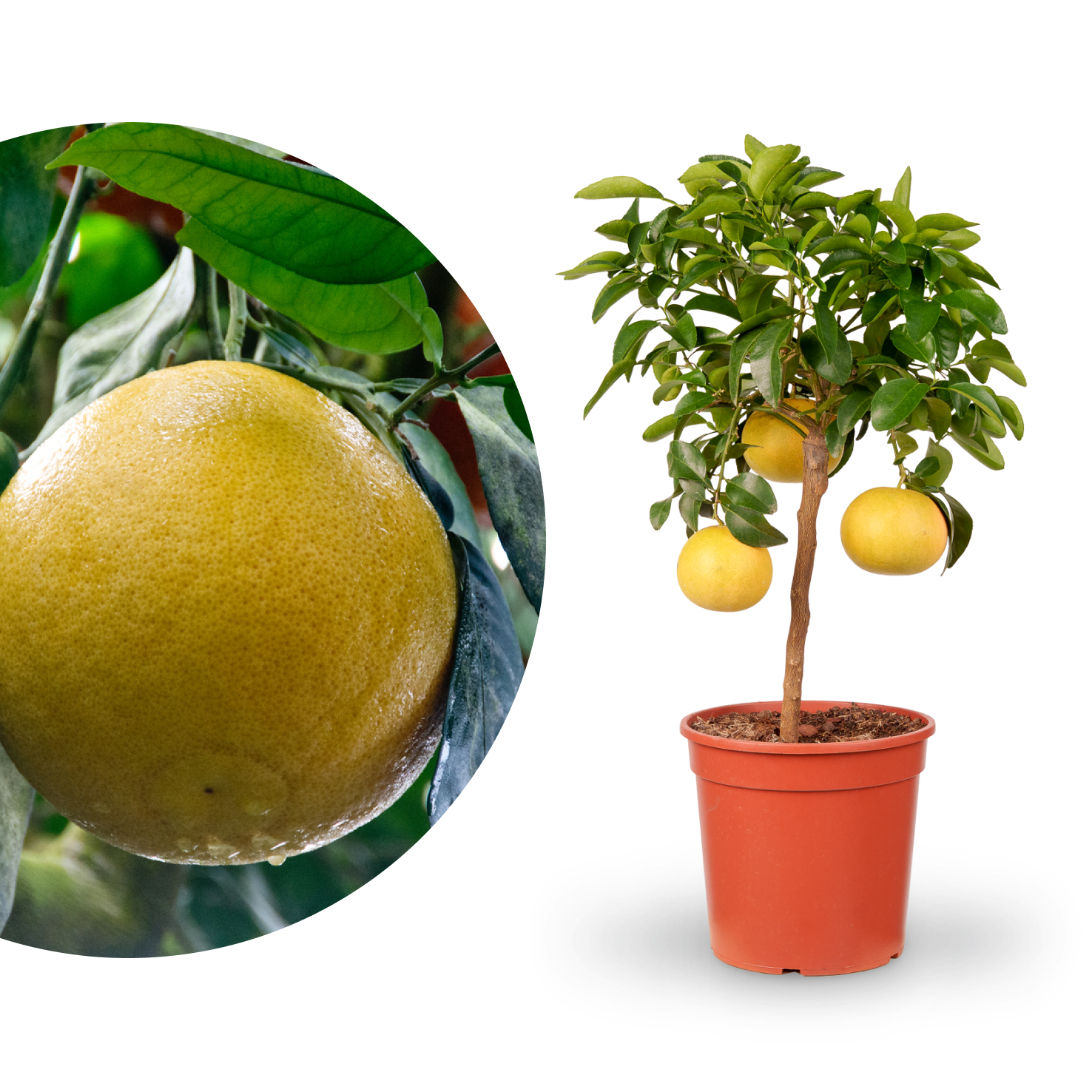 Grapefruit
