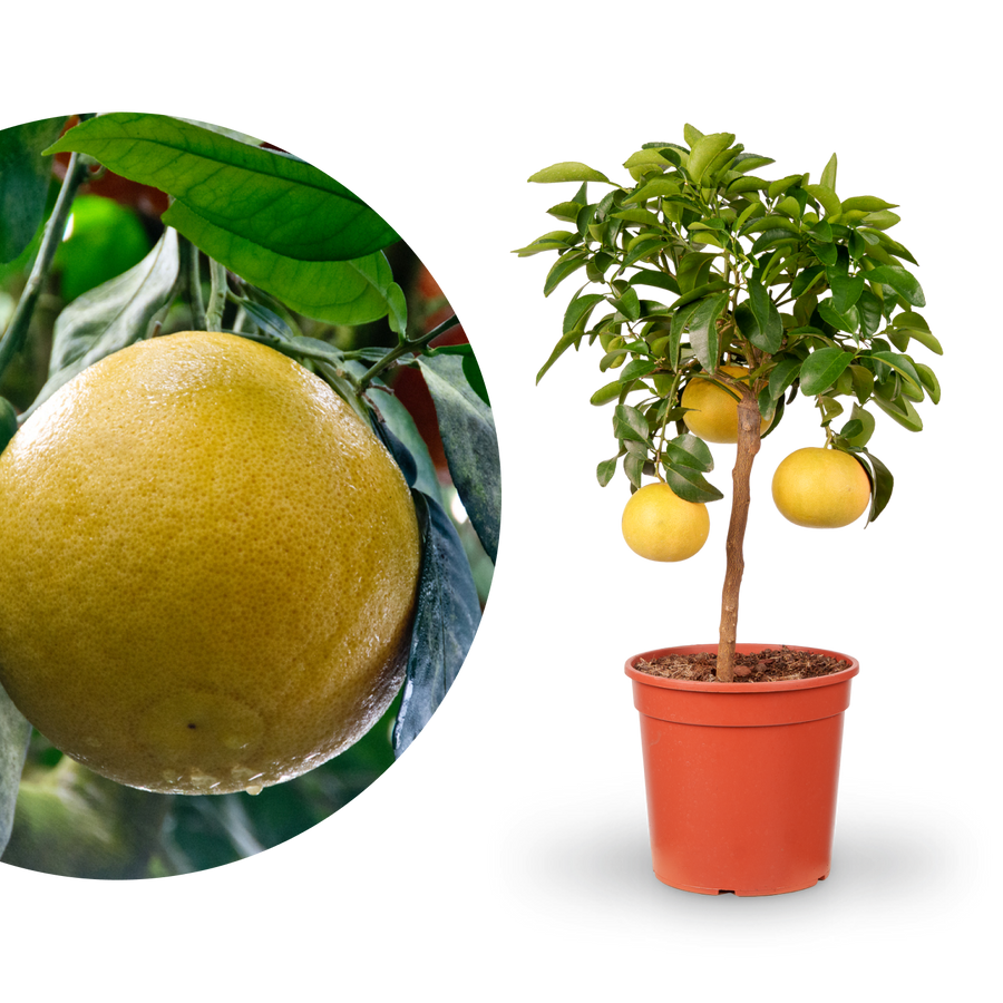 Grapefruit