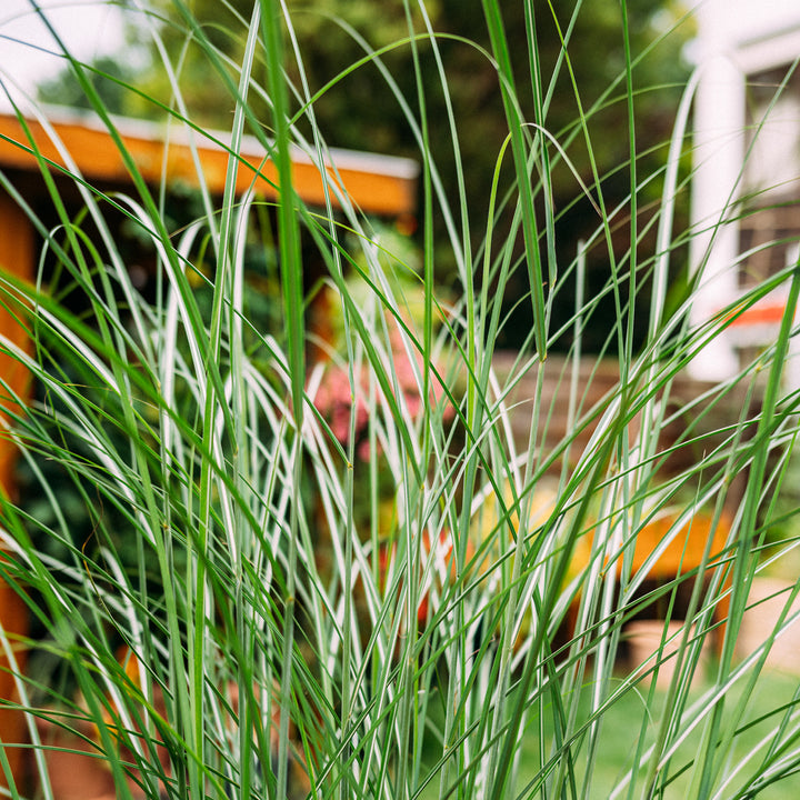Gras 'Ferner Osten'