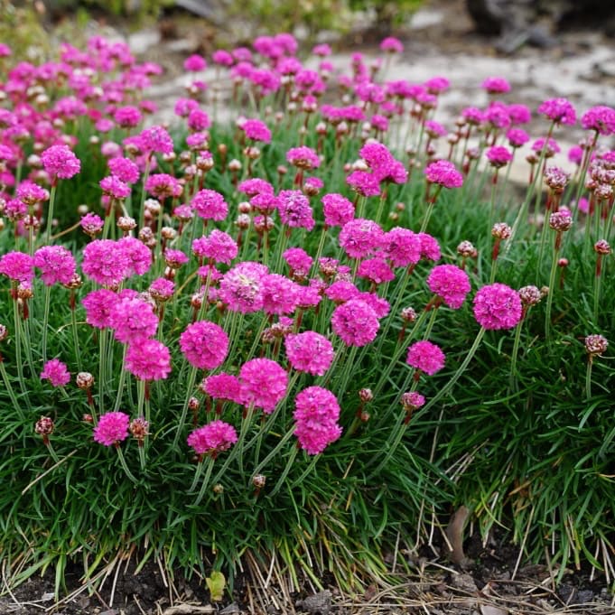 Grasnelke 'Splendens' Purpur