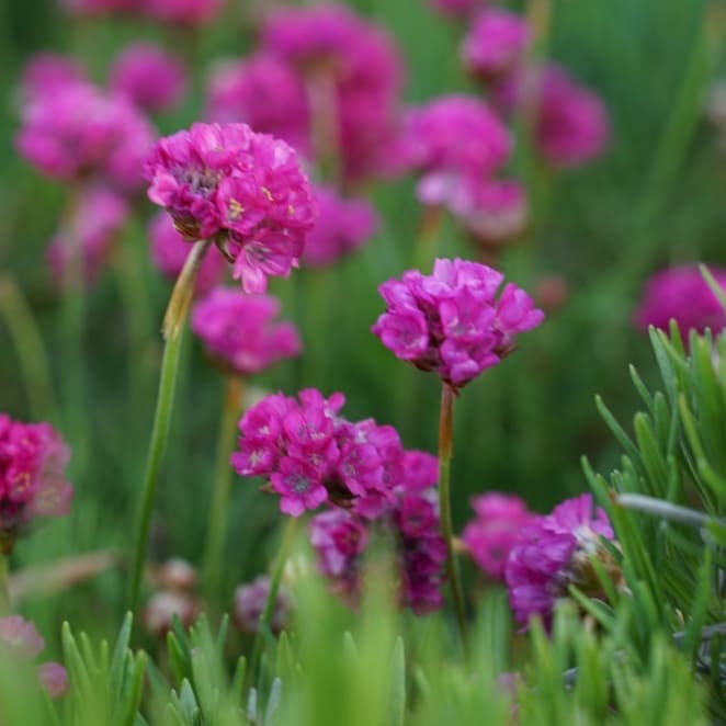 Grasnelke 'Splendens' Purpur