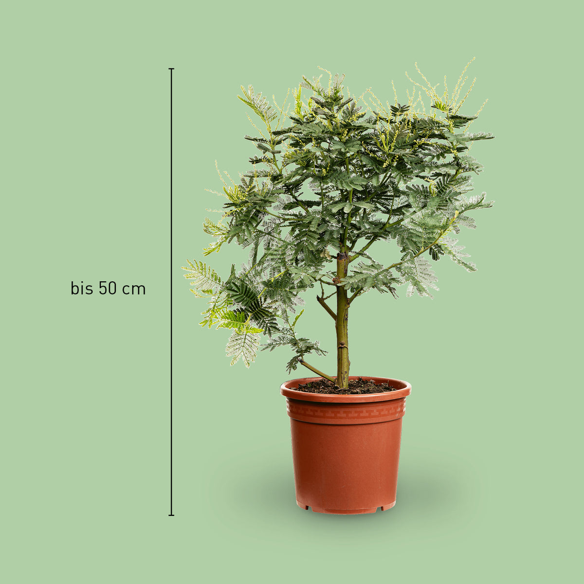Größe der Gelben Mimose 'Gaulois'