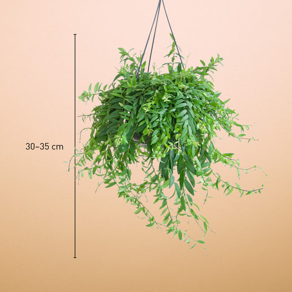 Größe der Aeschynanthus japhrolepis als Zimmerpflanze