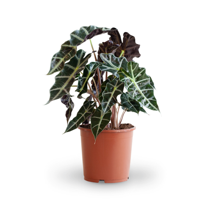 Größe der Alocasia 'Polly' als Zimmerpflanze