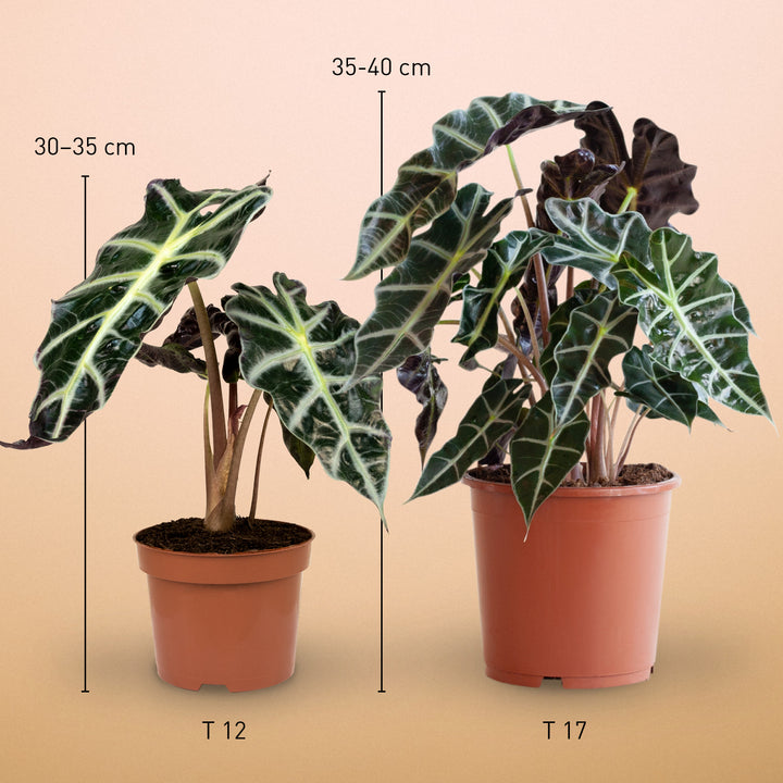 Größe der Alocasia 'Polly' als Zimmerpflanze