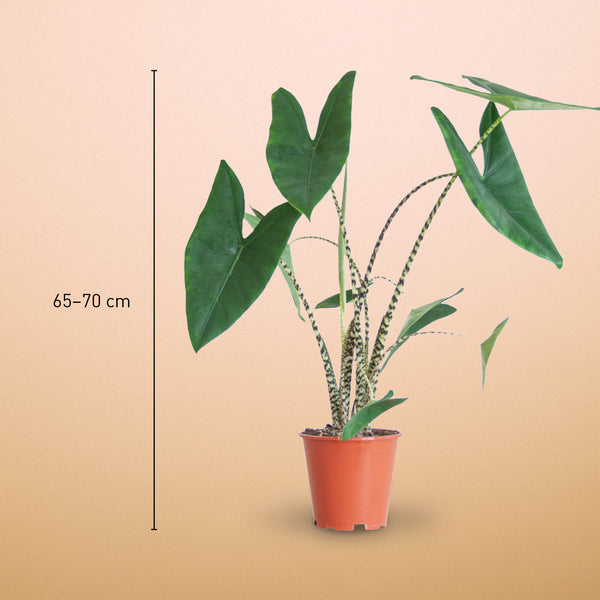 Größe der Alocasia zebrina als Zimmerpflanze