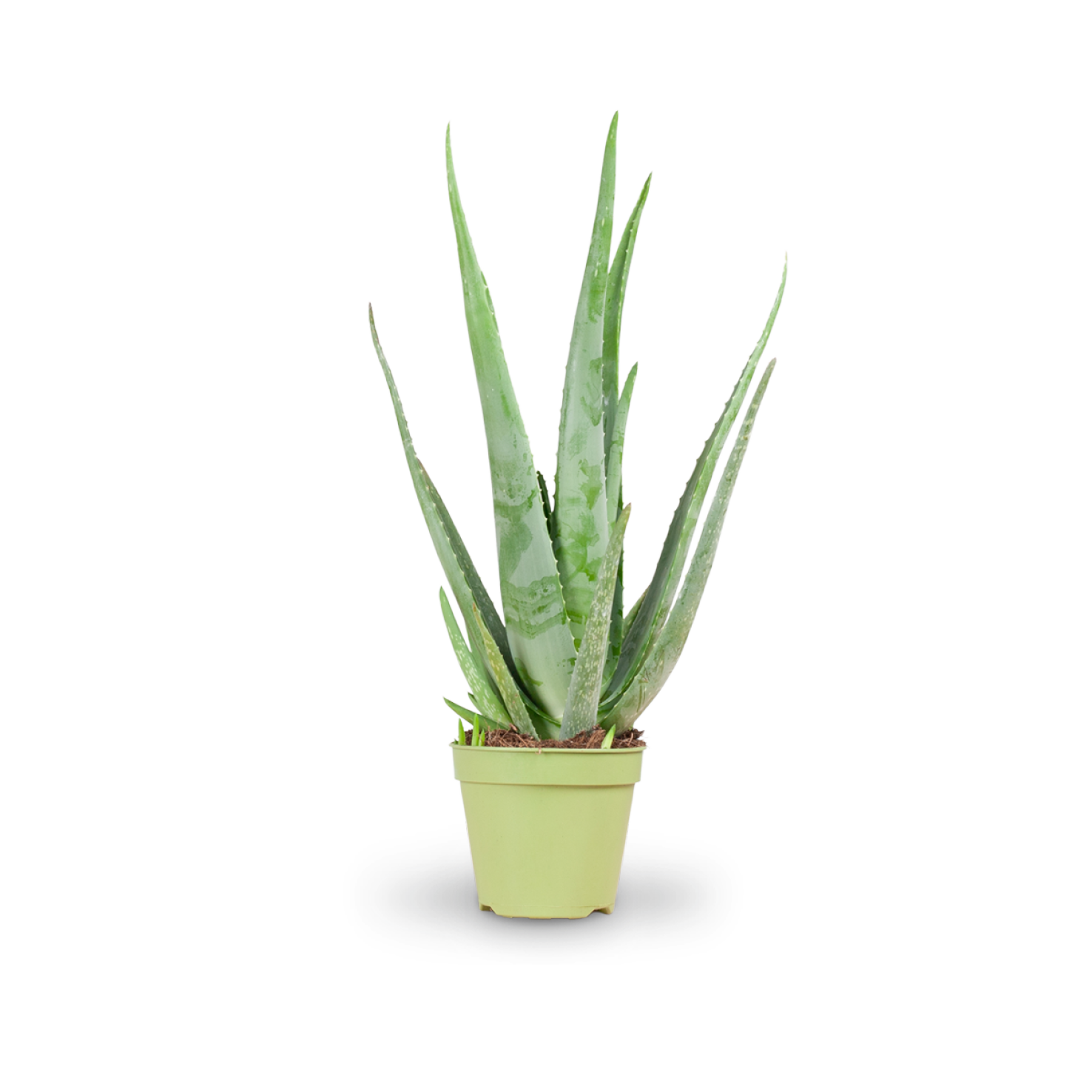 aloe vera blume kaufen Aloe vera (Echte Aloe) kaufen